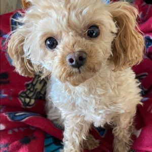 Meet your Posher, Tammie